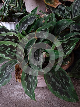 AglaonemaÂ & x28;Indonesian: Sri sustenance& x29;